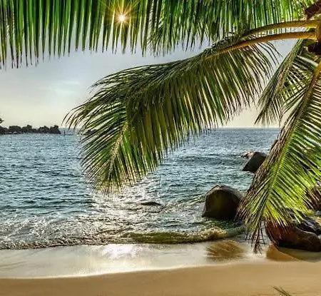 Baga Beach Palms
